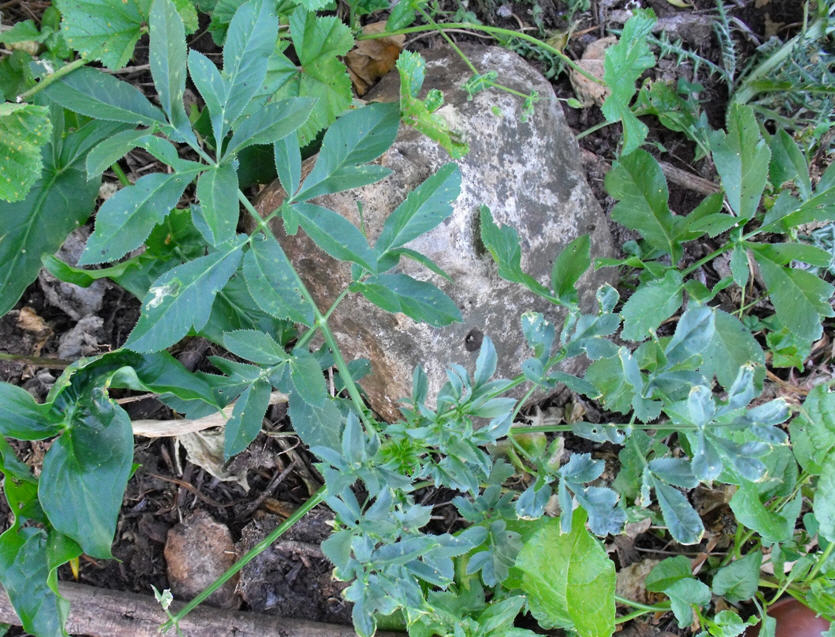 Apiacea: cfr. Opopanax chironium